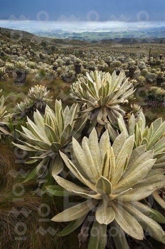 Frailejones,Nariño / Frailejones,Nariño