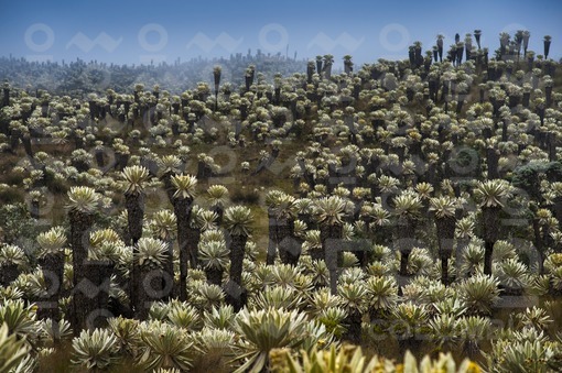 Frailejones,Nariño / Frailejones,Nariño