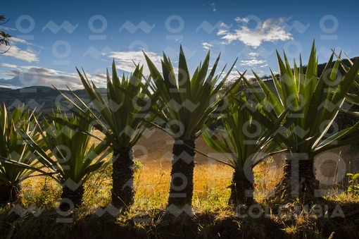 Paisaje,Nariño / Landscape,Nariño