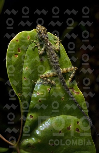 Lagartija / Lizard