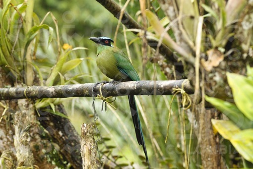 Pájaro Barranquero ( Momotus momota),Risaralda / Burrowing Bird ( Momotus momota),Risaralda