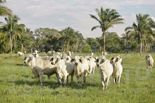 Ganado Cebú,Casanare / Cattle Cebpu,Casanare