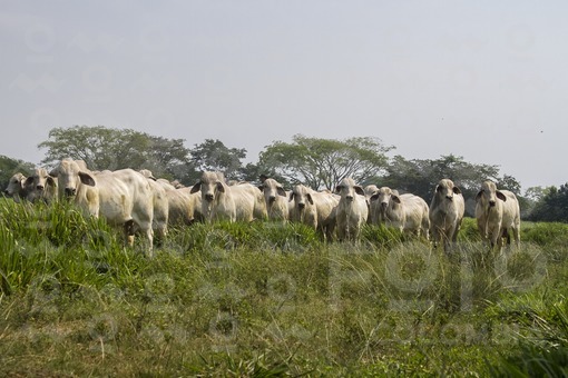 Ganado Cebú,Casanare / Cattle Cebpu,Casanare