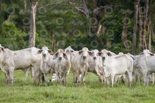 Ganado Cebú,Casanare / Cattle Cebpu,Casanare