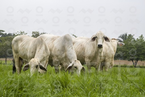 Ganado Cebú,Casanare / Cattle Cebpu,Casanare