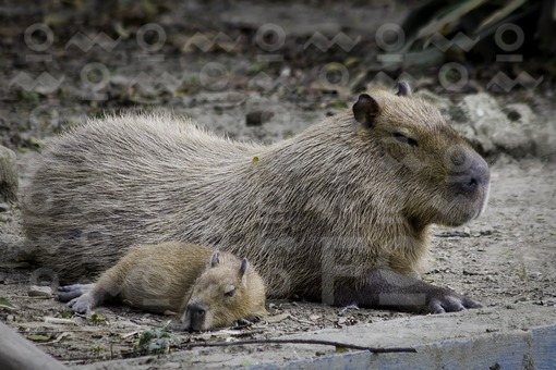 Chigüiro,Zoológico Santa Fé de Medellín,Antioquia / Capybara,Santa Fe Zoo in Medellin, Antioquia