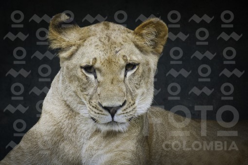 Leona,Zoológico Santa Fé de Medellín,Antioquia / Lioness,Santa Fe Zoo in Medellin, Antioquia