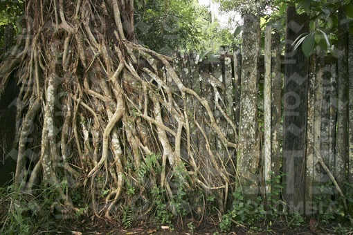 Raices de arbol,Amazonas / Tree root,Amazonas
