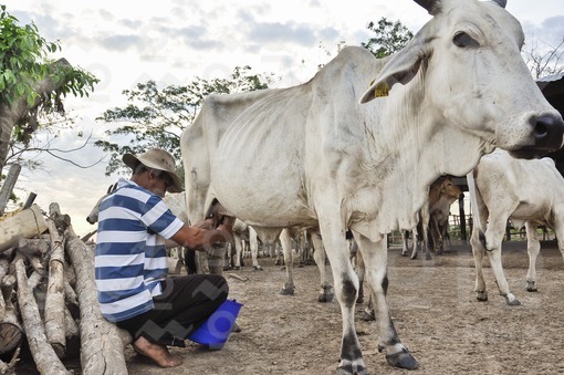 Llanero ordeñando el ganado,Arauca / Ranger milking cattle,Arauca