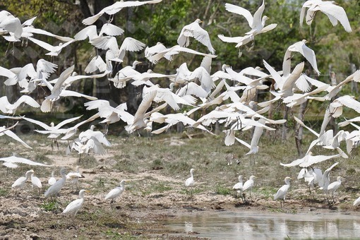 Garzas blancas,Arauca / White Herons,Arauca