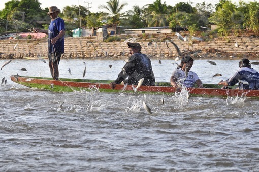 Pesca en el rio Arauca / Fishing in the river Arauca