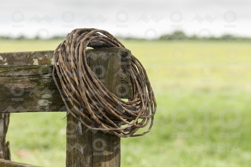 Lazo Llanero,Arauca / Ranger tie,Arauca