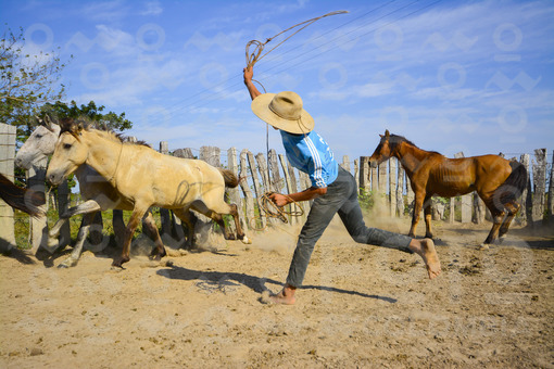 Llanero amarrando un caballo,Arauca / Ranger mooring a horse,Arauca