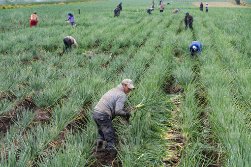 Cultivo de cebolla junca,Tunja,Boyacá / Growing onion junca,Tunja,Boyaca