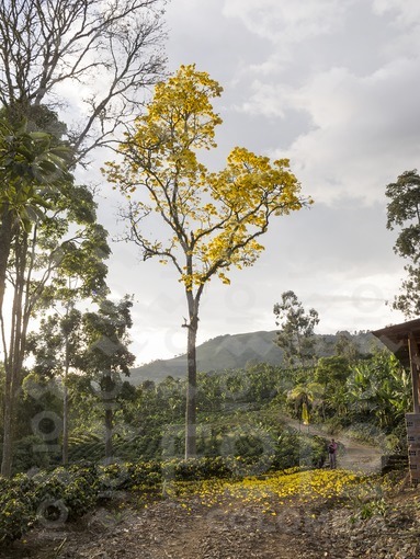 Guayacán amarillo,Fredonia,Antioquia / Yellow Guayacan,Fredonia,Antioquia