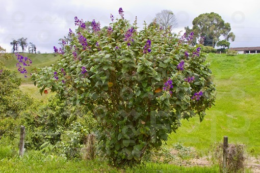 Arbol Sietecueros / Sietecueros tree