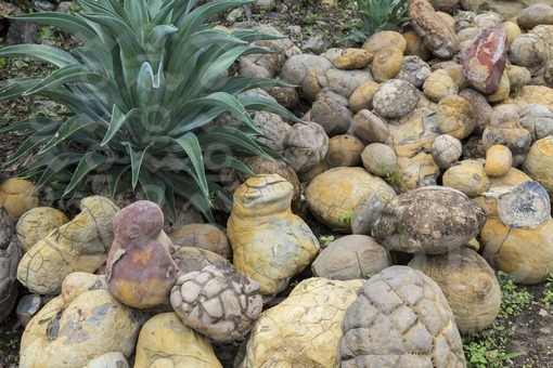 Fósiles,Guane,Santander / Fossil,Guane,Santander