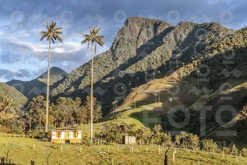 Valle del Cocora,Qundío / Cocora Valley,Quindío