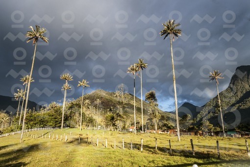Valle del Cocora,Qundío / Cocora Valley,Quindío