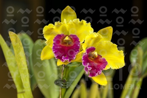 Orquídea,Popayán,Cauca / Orchid,Popayán,Cauca