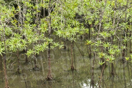 Manglares,Chocó / Mangrove,Choco