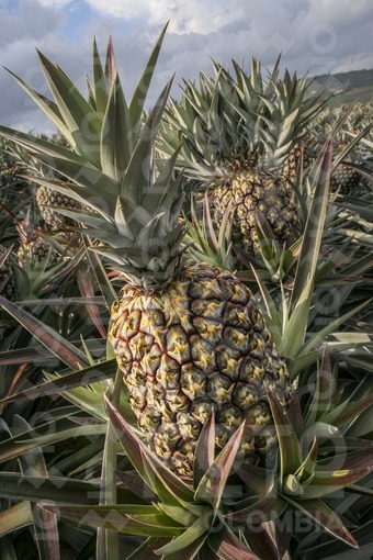Cultivo de Piña,Lebrija,Santander / Pineapple cultivation,Lebrija,Santander