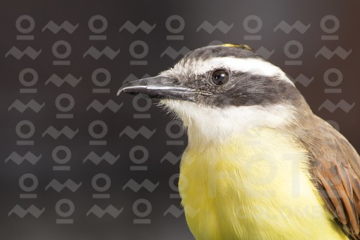 chicha fría (Pitangus sulphuratus)