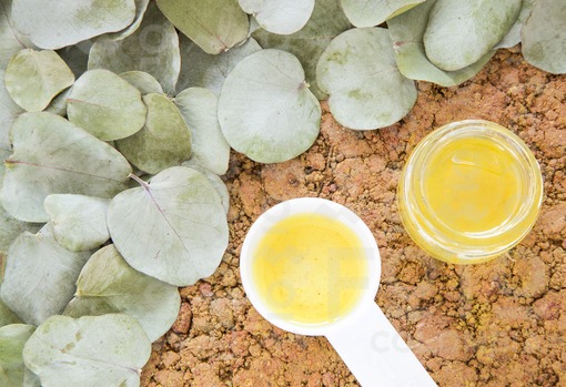 Hojas de eucalipto y aceite (Eucalyptus cinerea)
