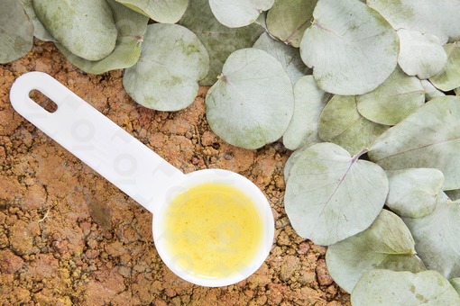 Hojas de eucalipto y aceite (Eucalyptus cinerea)