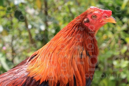 Gallo de pelea,Concepción,Antioquia / Game cock,Concepción,Antioquia
