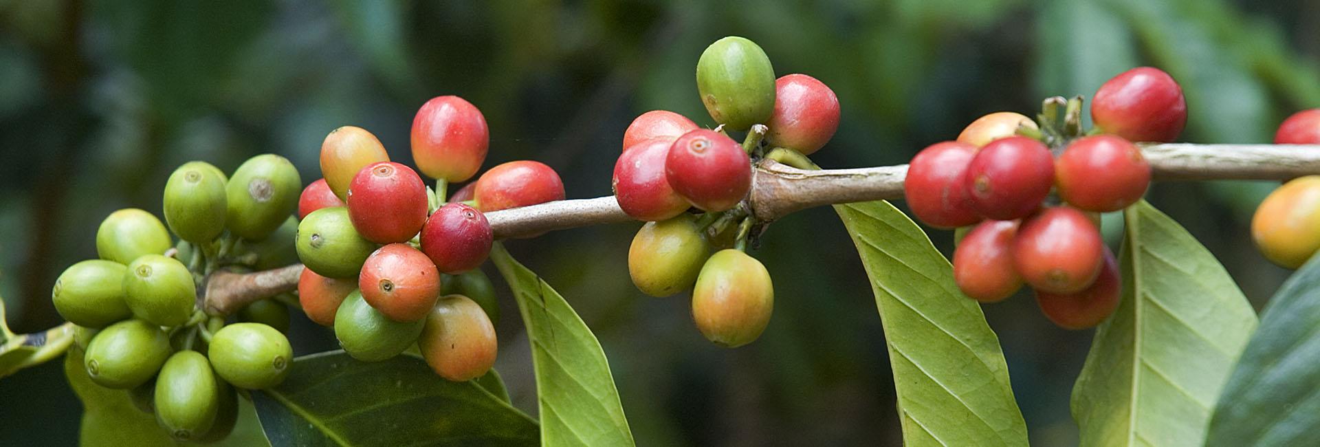 Banco de Imágenes de Colombia y América