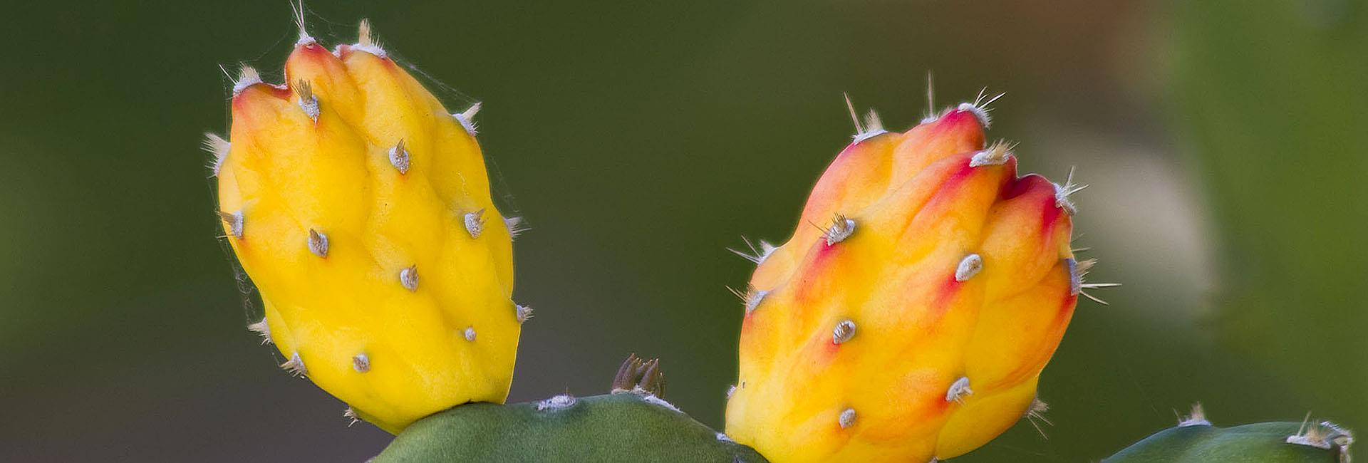 Banco de Imágenes de Colombia y América